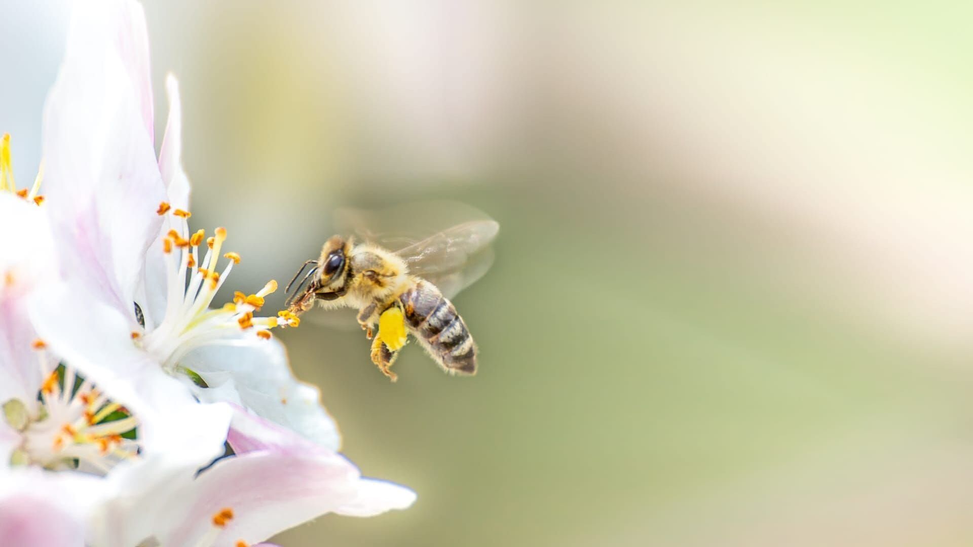 Les abeilles, sentinelles de la planète