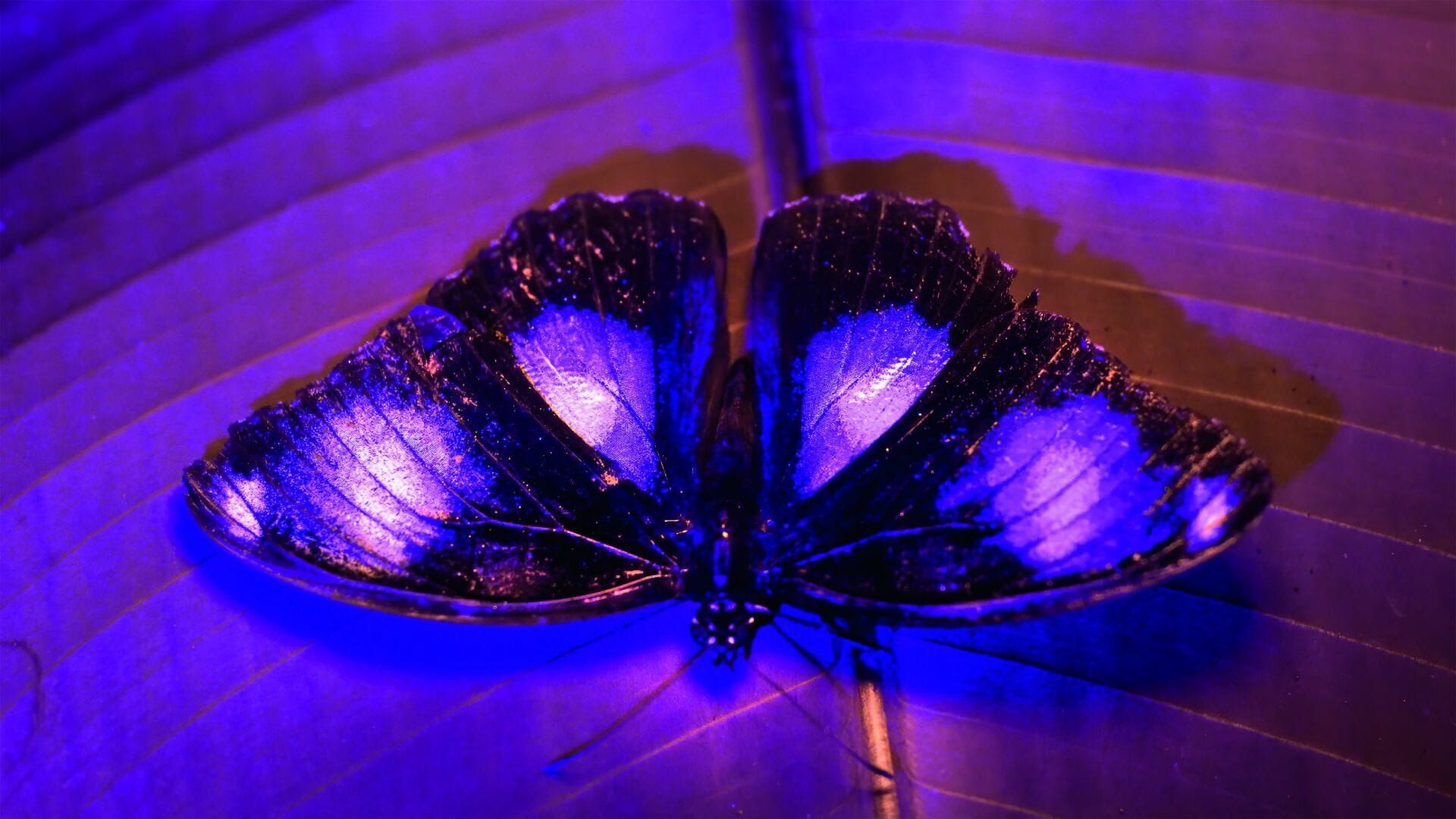 Les couleurs de la nature