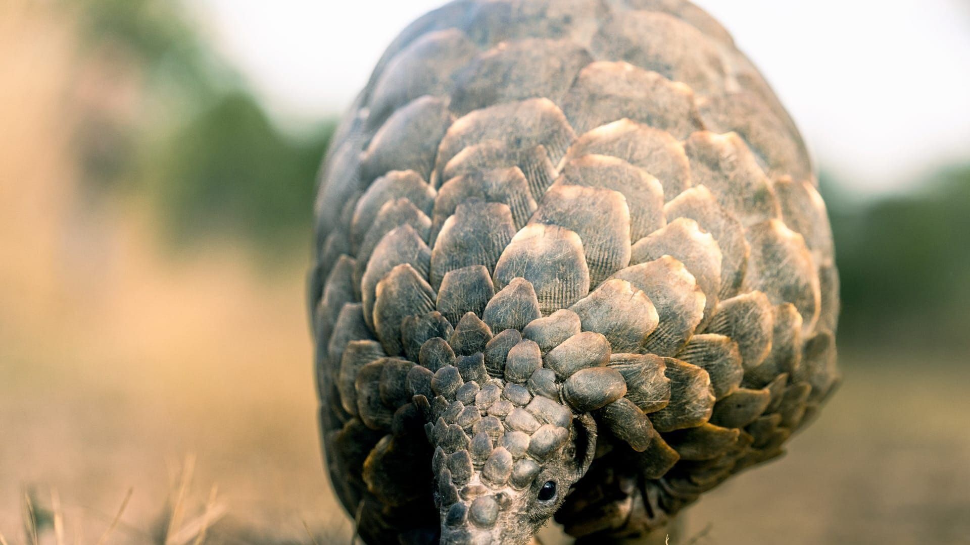 Mission pangolin : Retour à la vie sauvage
