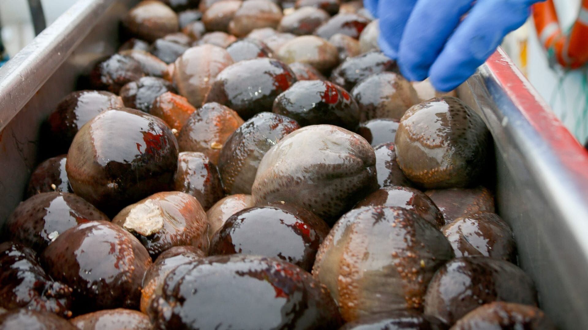 Le concombre de mer, super-héros d'Islande