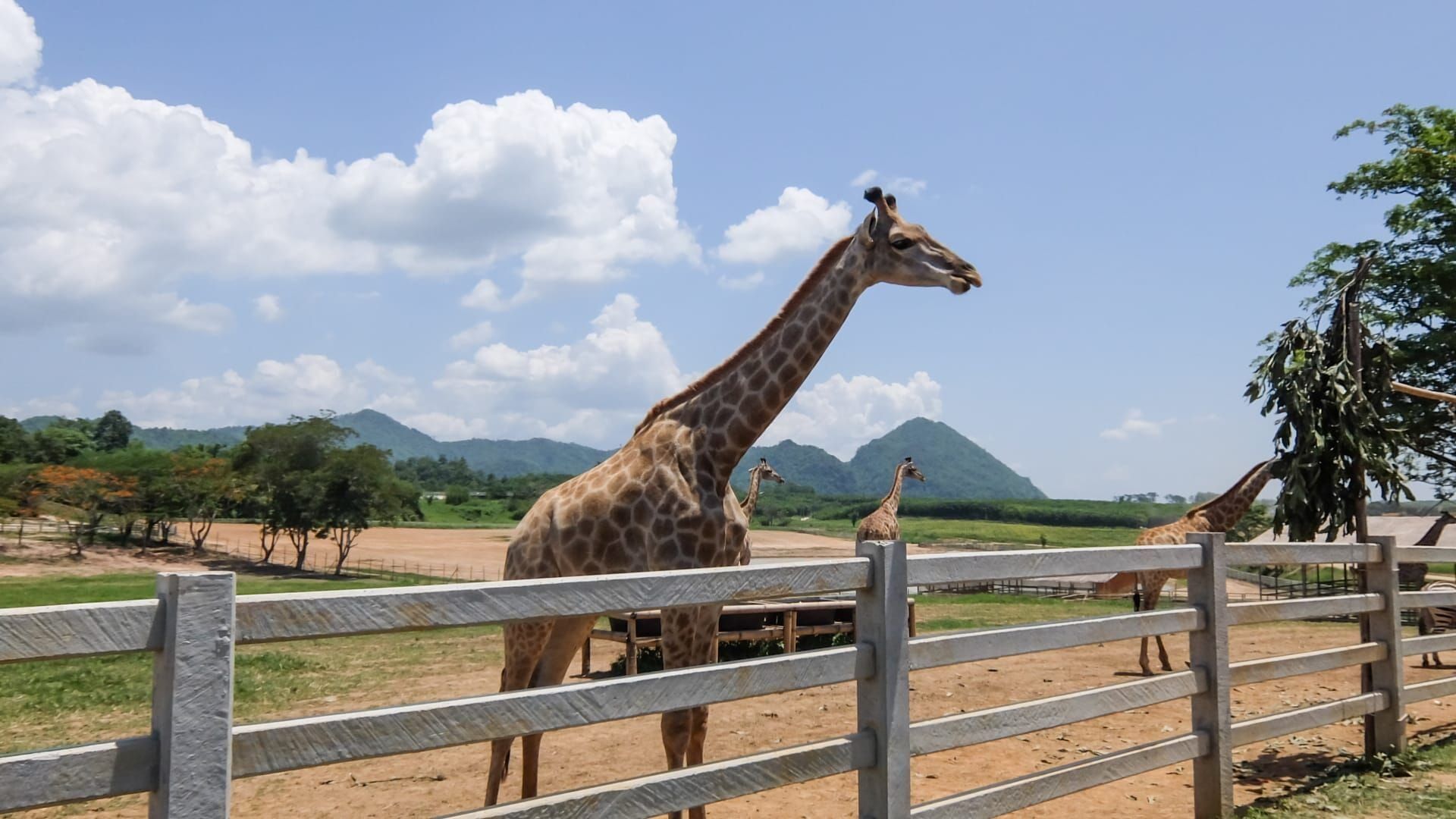 Parc de Cerza, au plus près des animaux