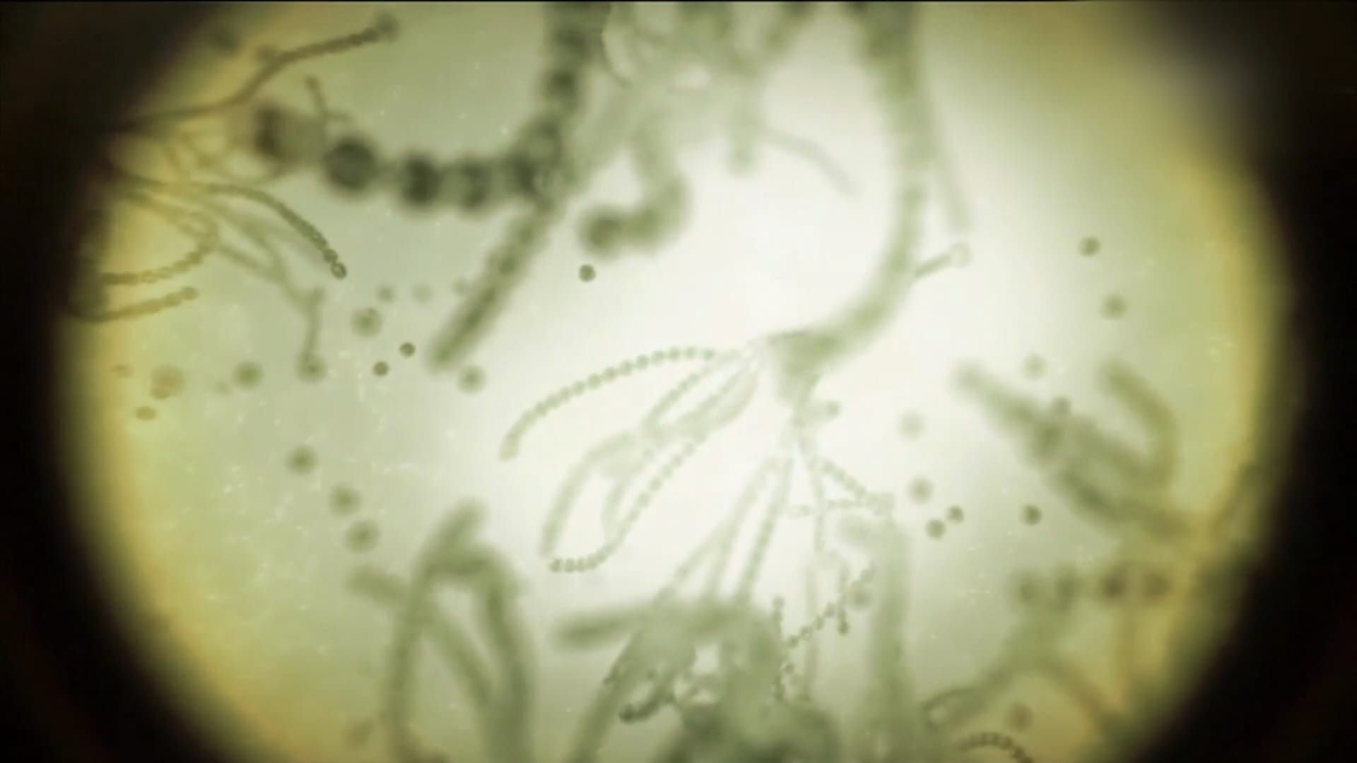 Pasteur et Koch : Un duel de géants dans le monde des microbes