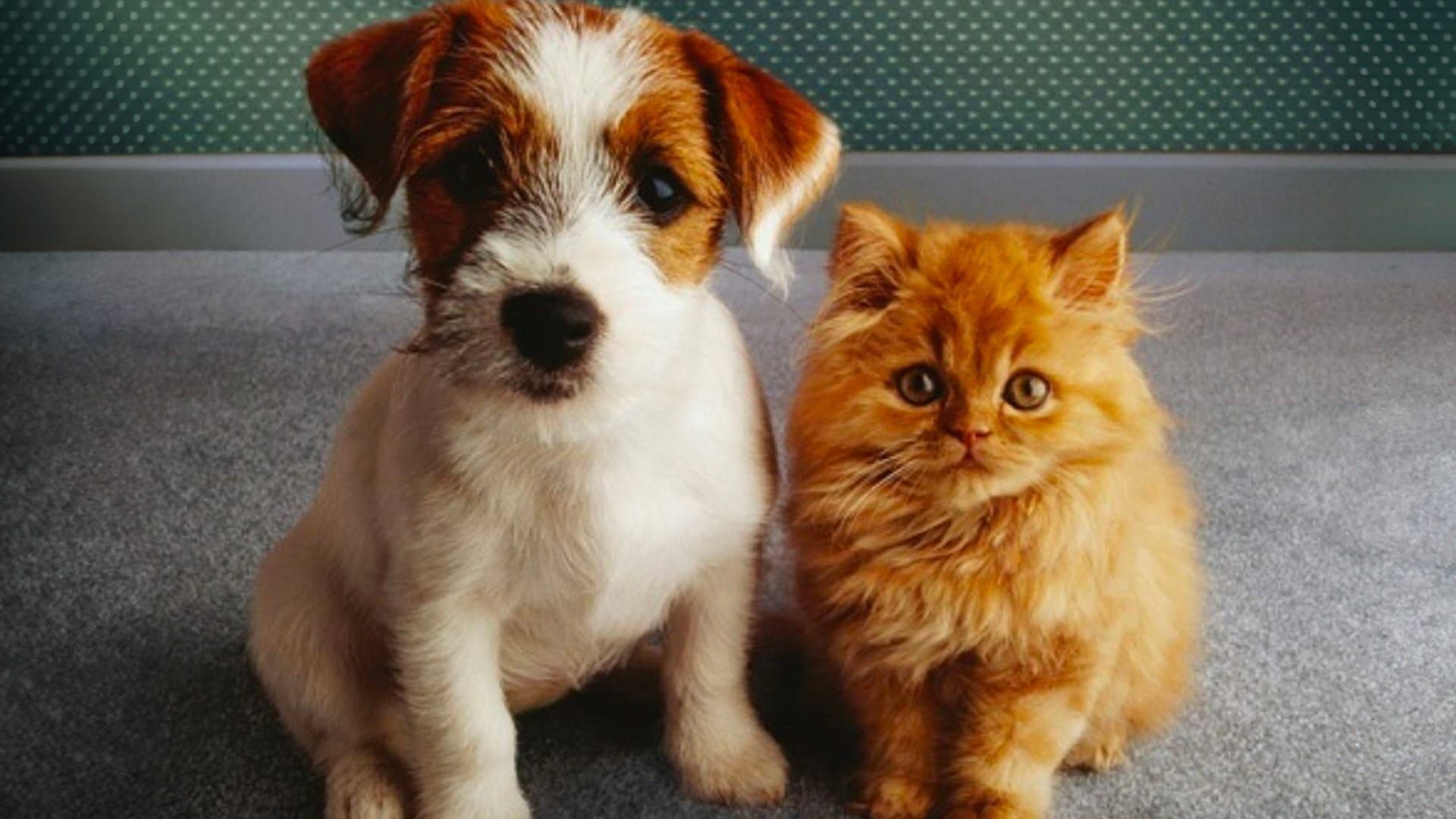Chiens et chats sans collier
