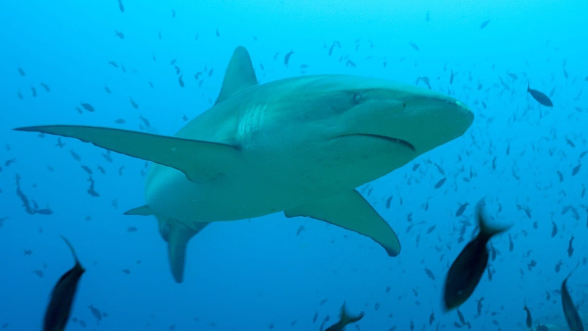 La vie cachée des requins : Dans le sanctuaire des îles Galápagos