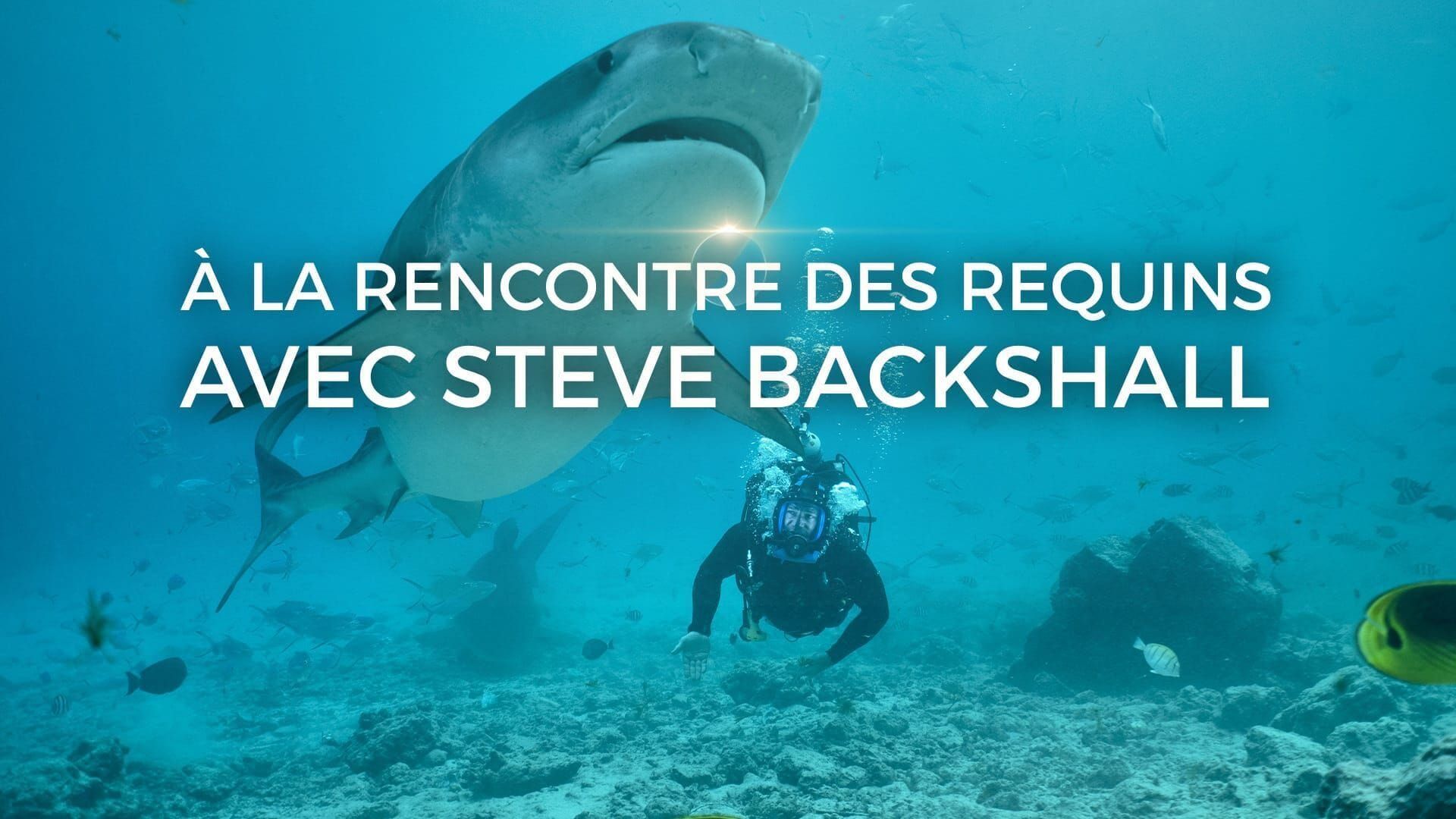 A la rencontre des requins avec Steve Backshall