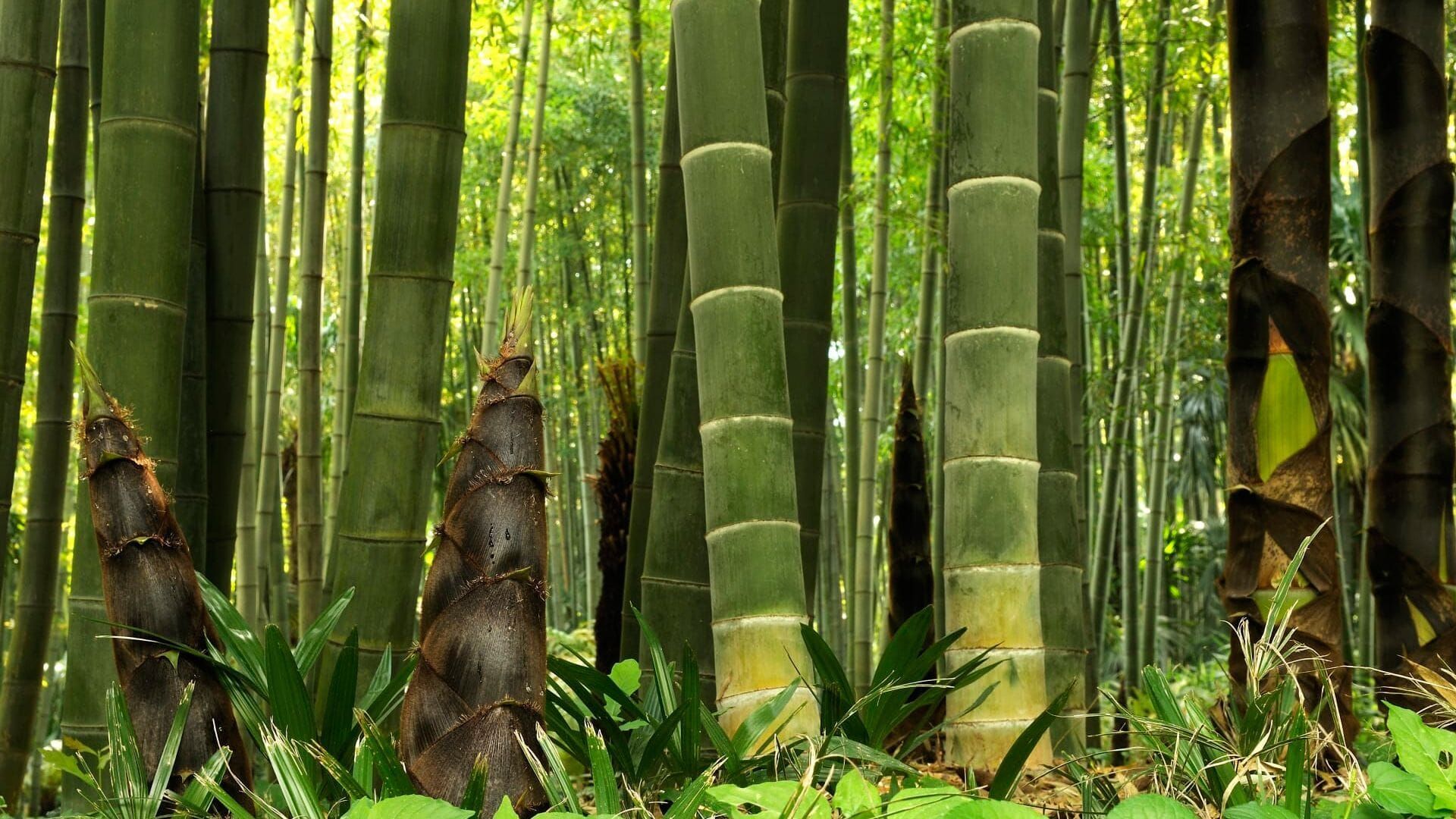 La civilisation des arbres