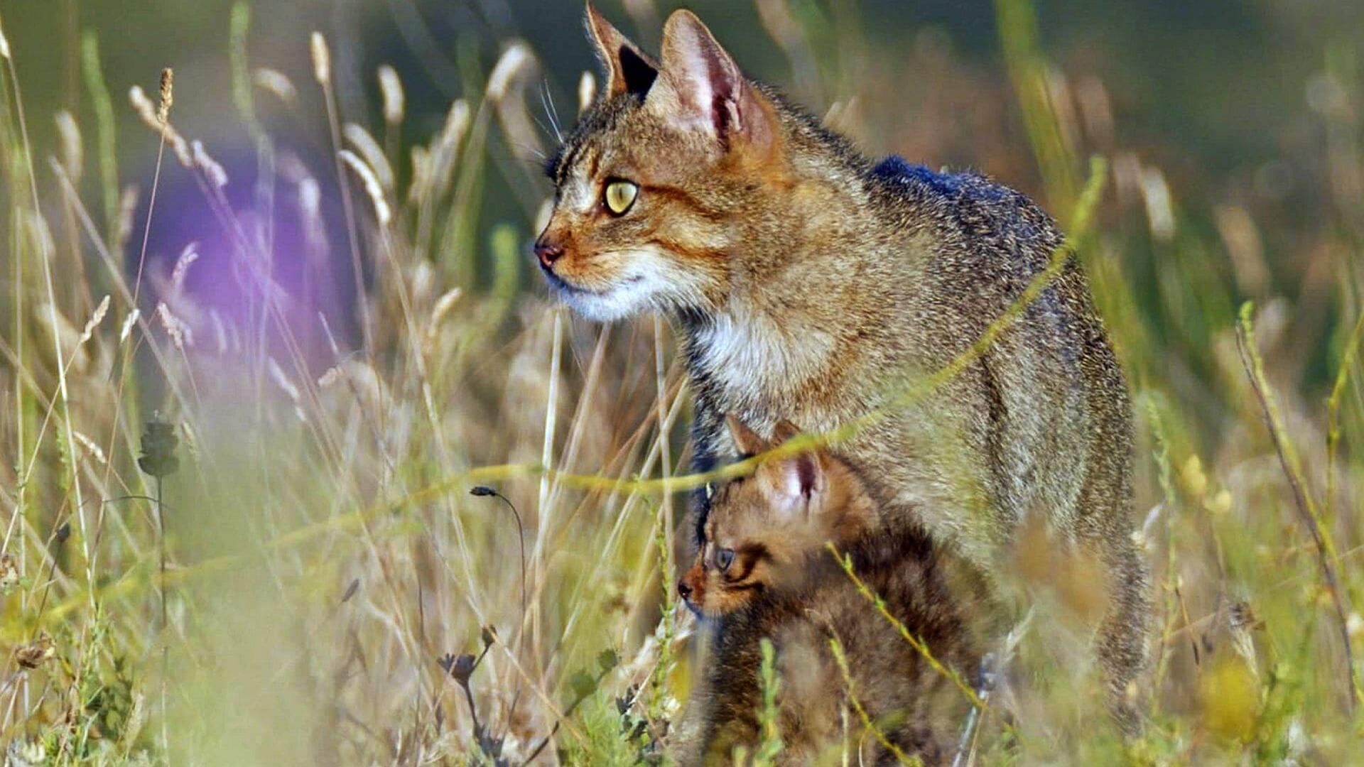 Prédateurs et proies : La faune de la péninsule Ibérique