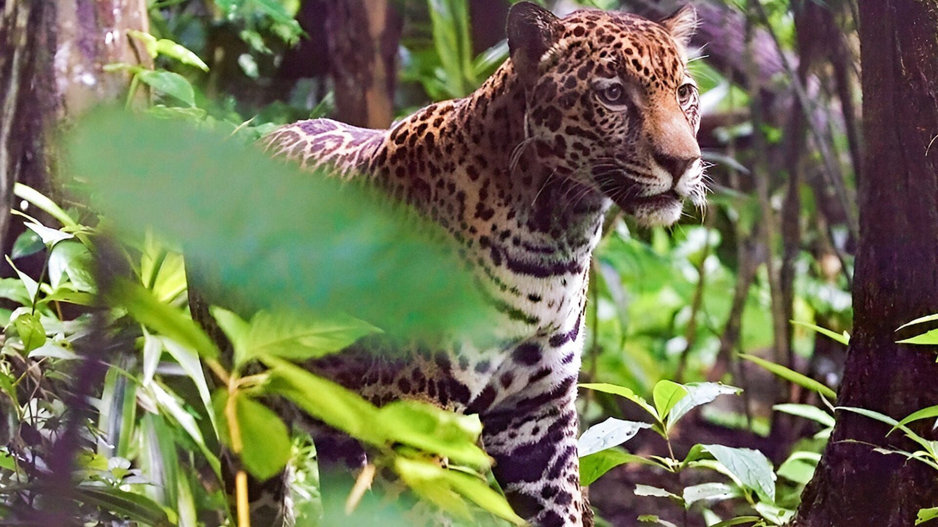 Les animaux, sauveurs des forêts tropicales