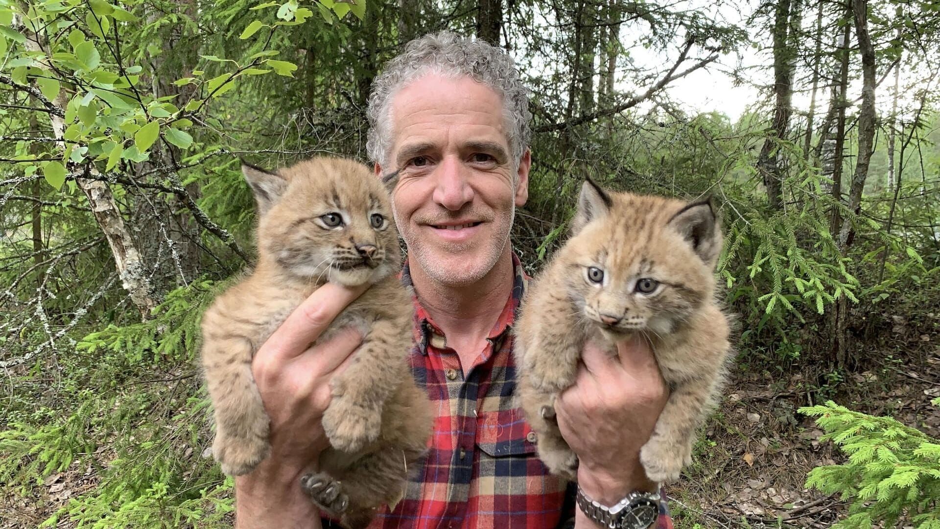 Les bébés lynx et moi