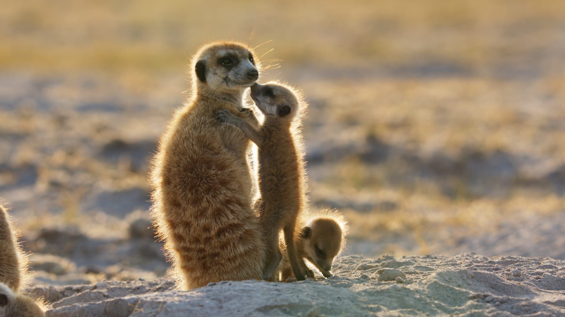 Dynasties animales