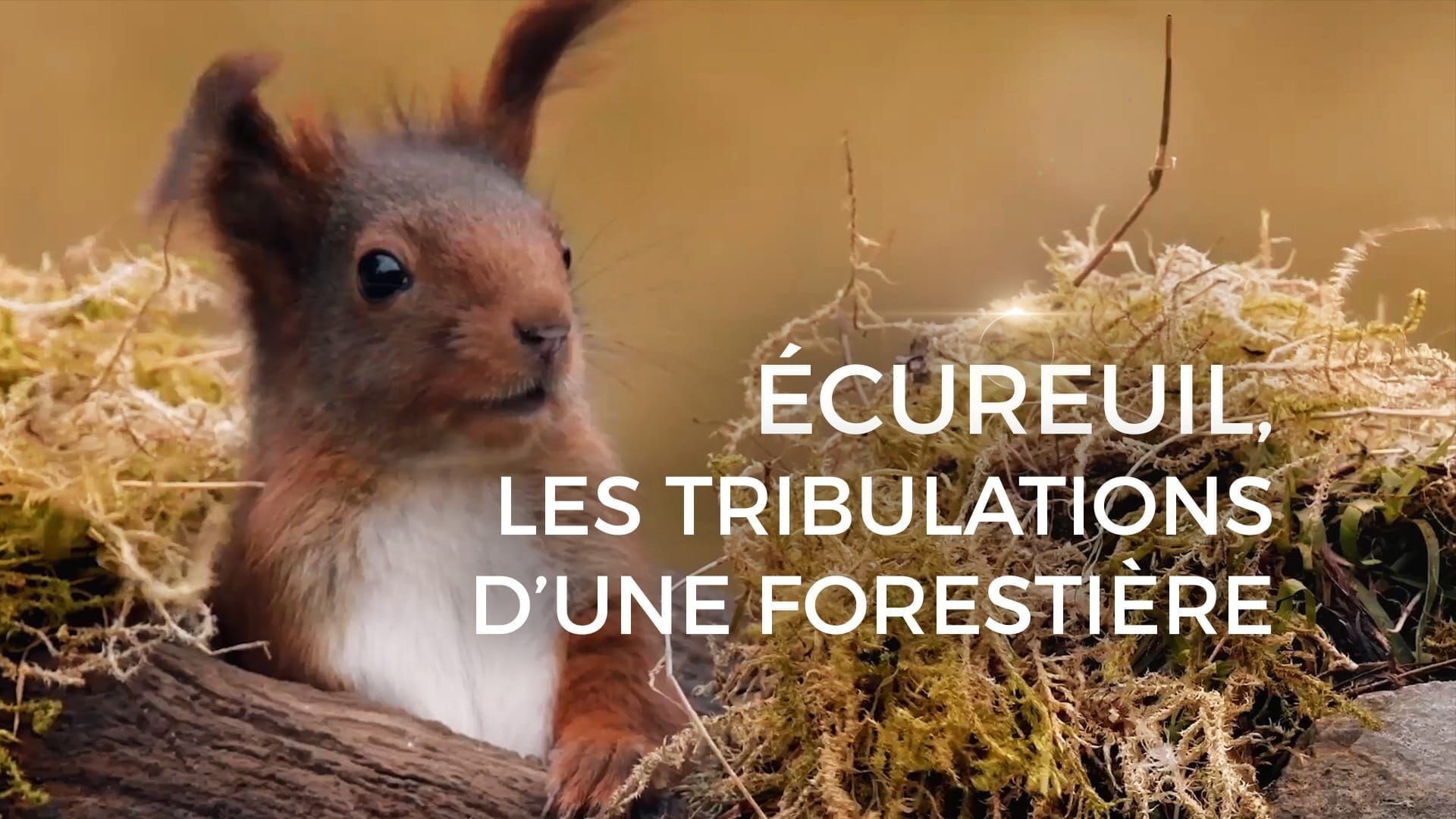 Ecureuil : les tribulations d'une forestière