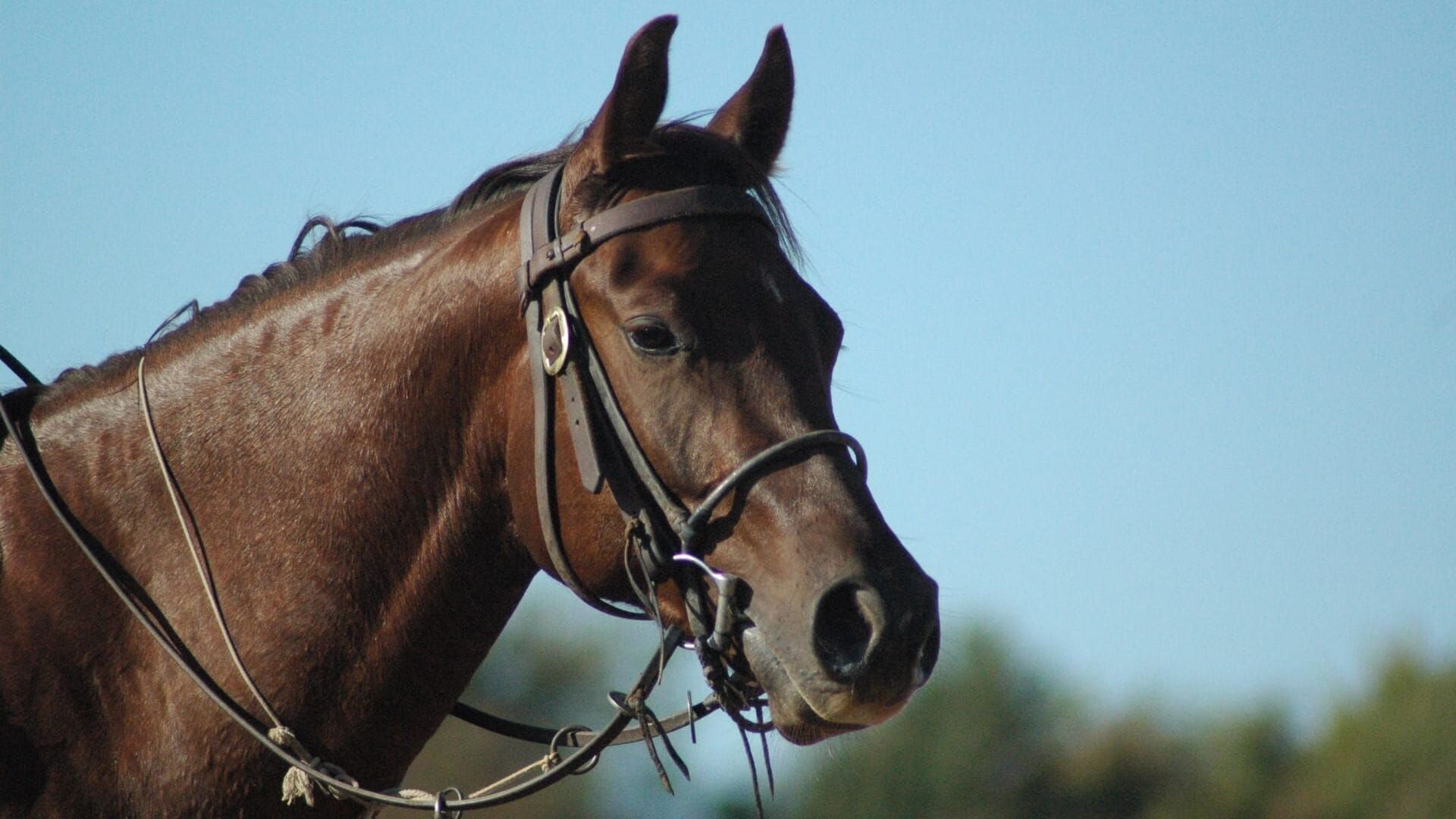 Equitation : Championnats du monde