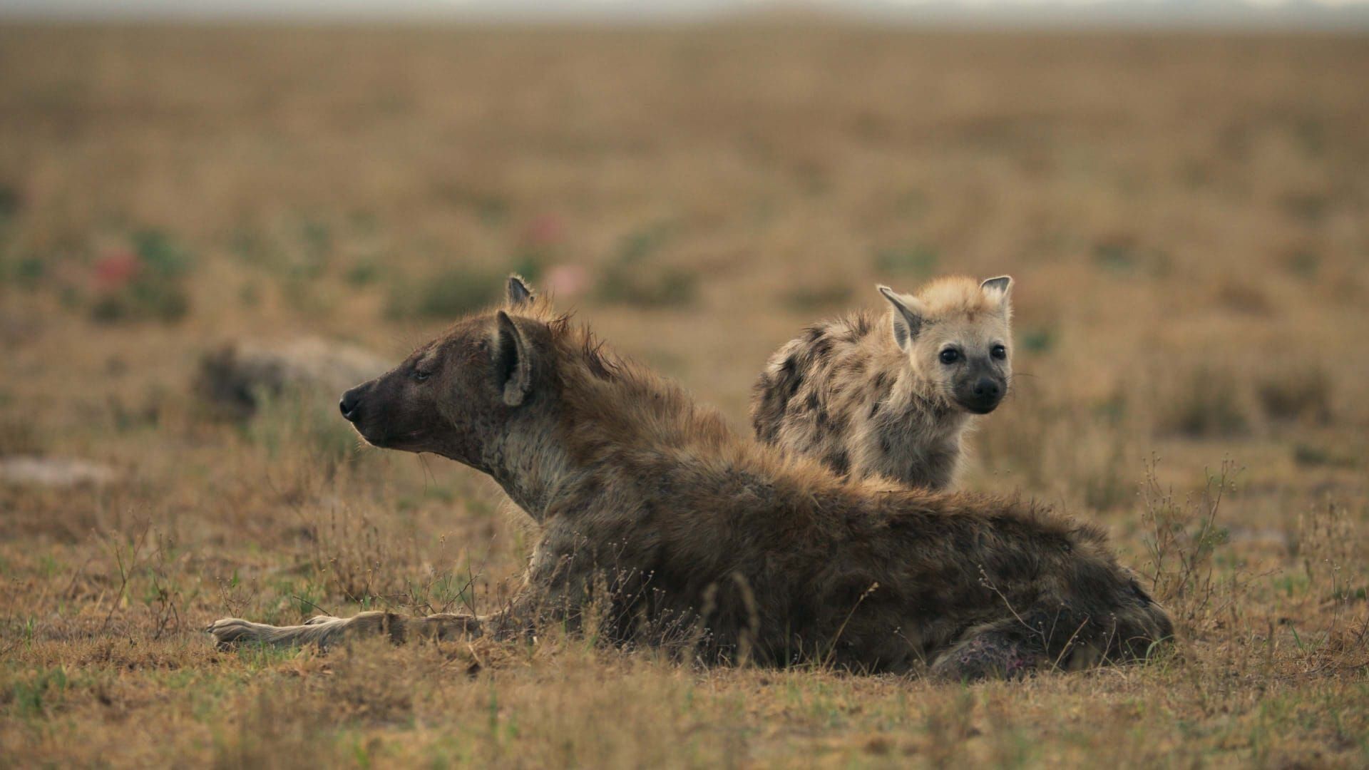 Dynasties
