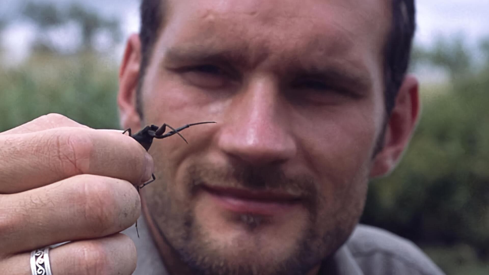 Les insectes infernaux