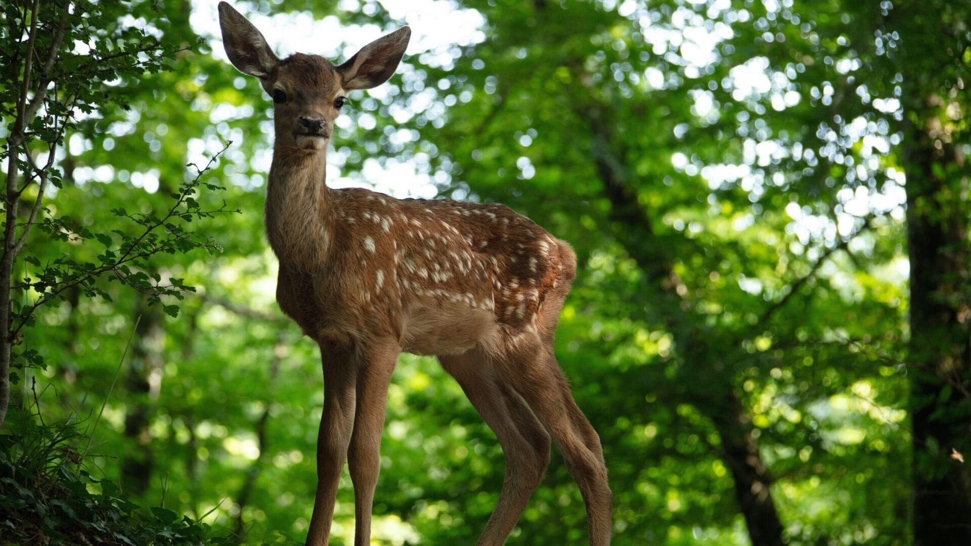Bambi, l'histoire d'une vie dans les bois