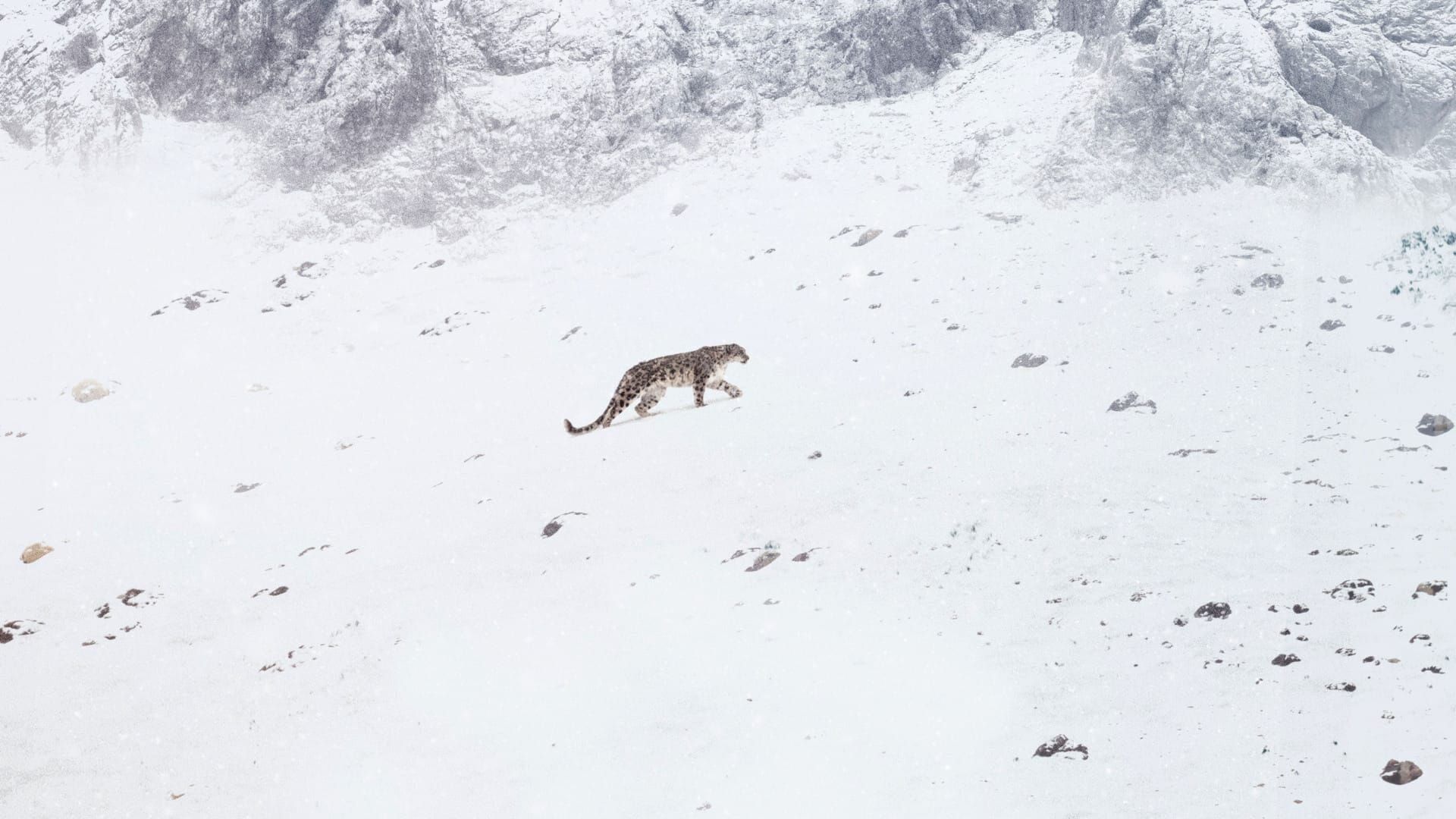 La panthère des neiges