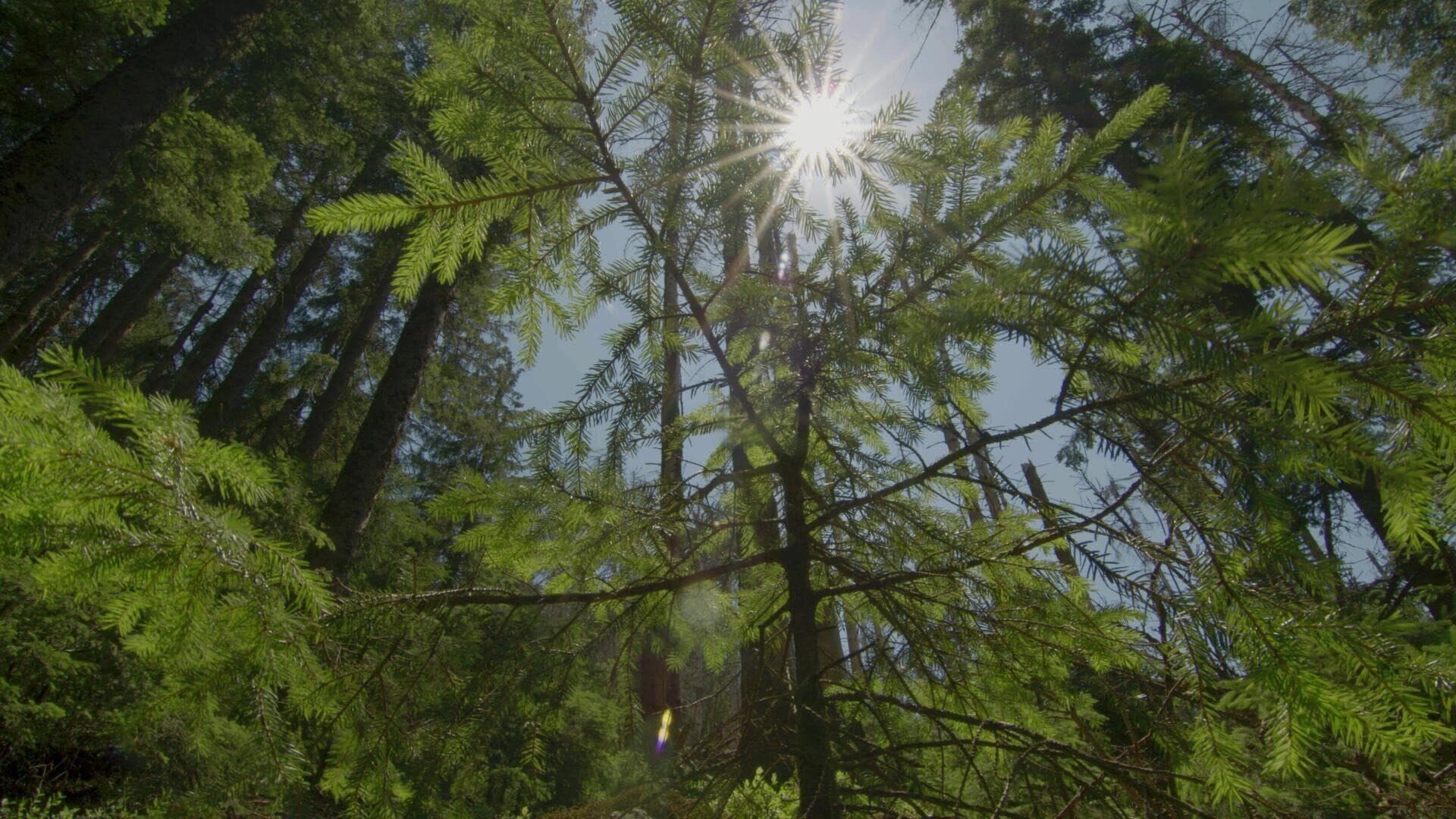L'arbre qui cache la forêt