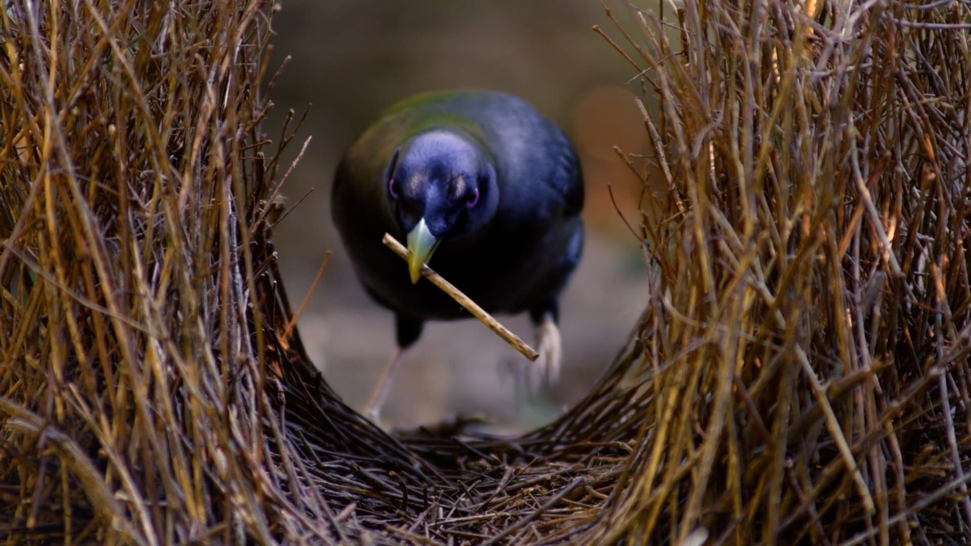 Les survivants ultimes de la nature