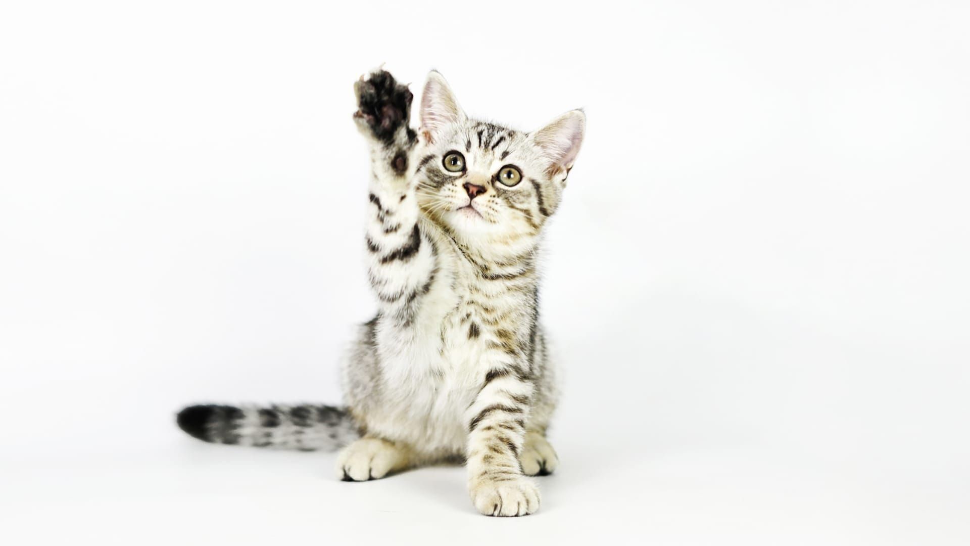 Hell's Cat : mon chat est un cauchemar