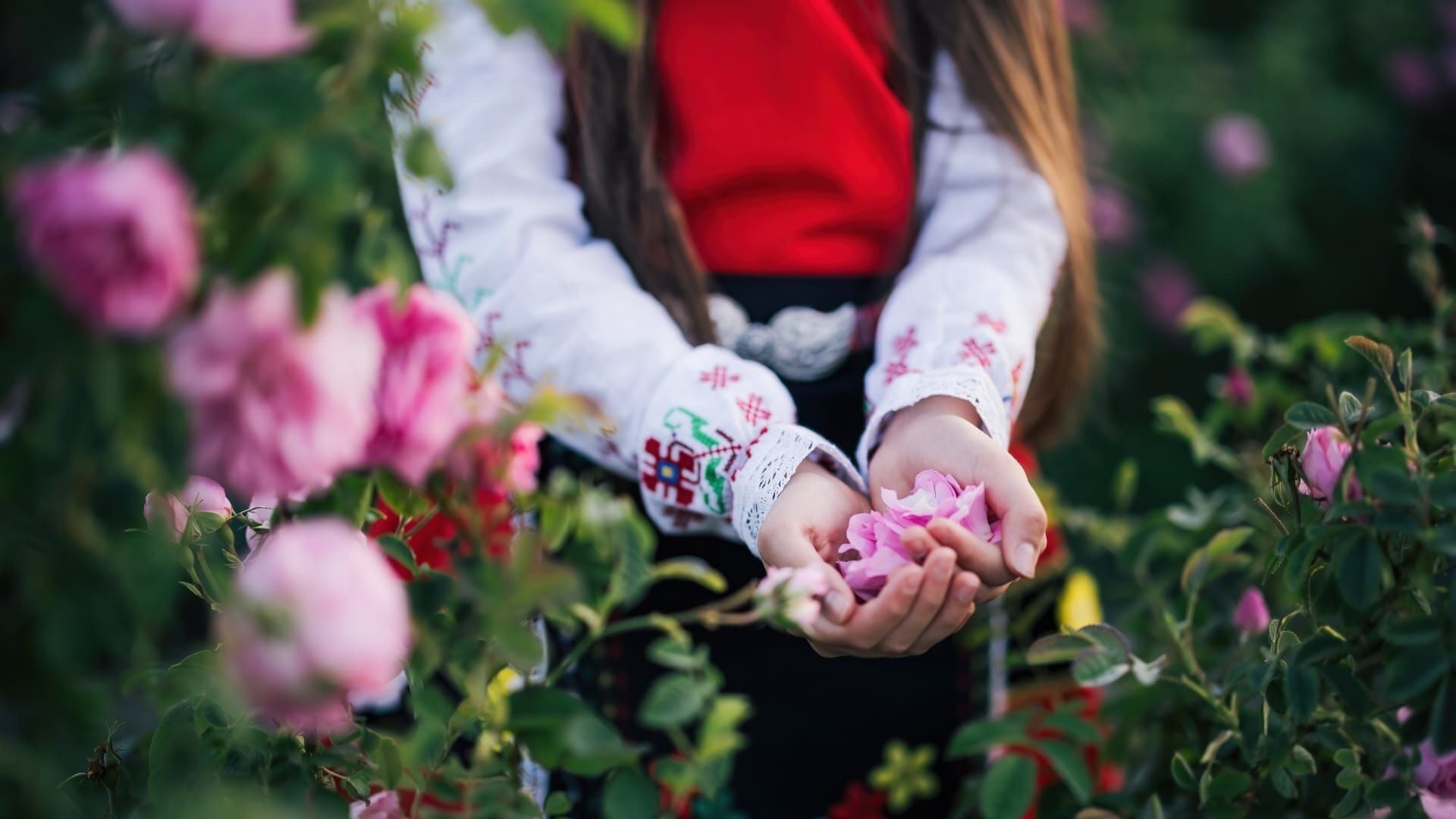 L'or rose bulgare : quel avenir ?