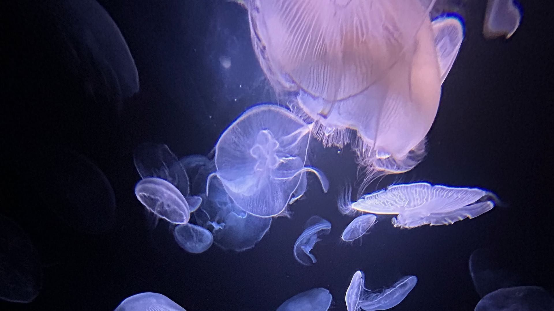 Méduses : Les souveraines des océans