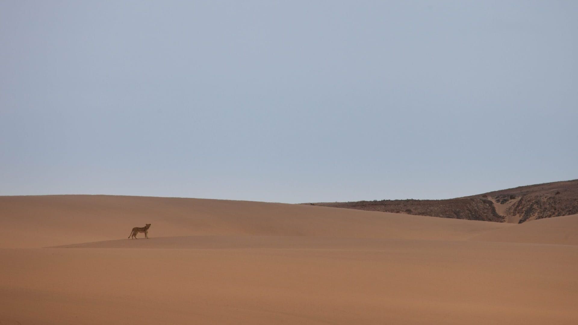 Les lionnes de Namibie : Reines de la côte des Squelettes