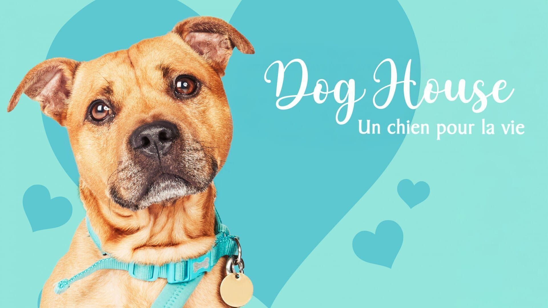 Dog House : un chien pour la vie