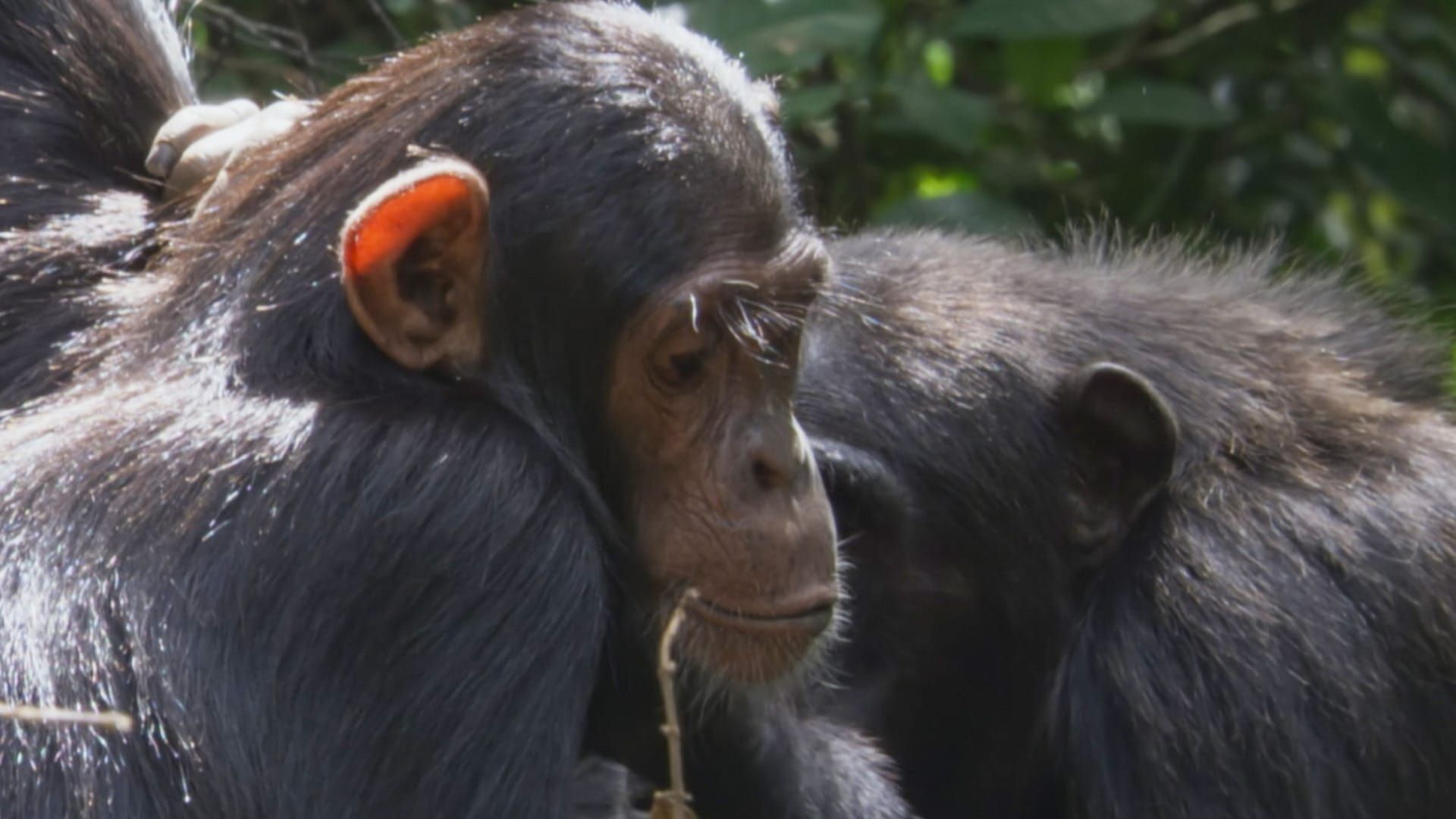 Les animaux guérisseurs