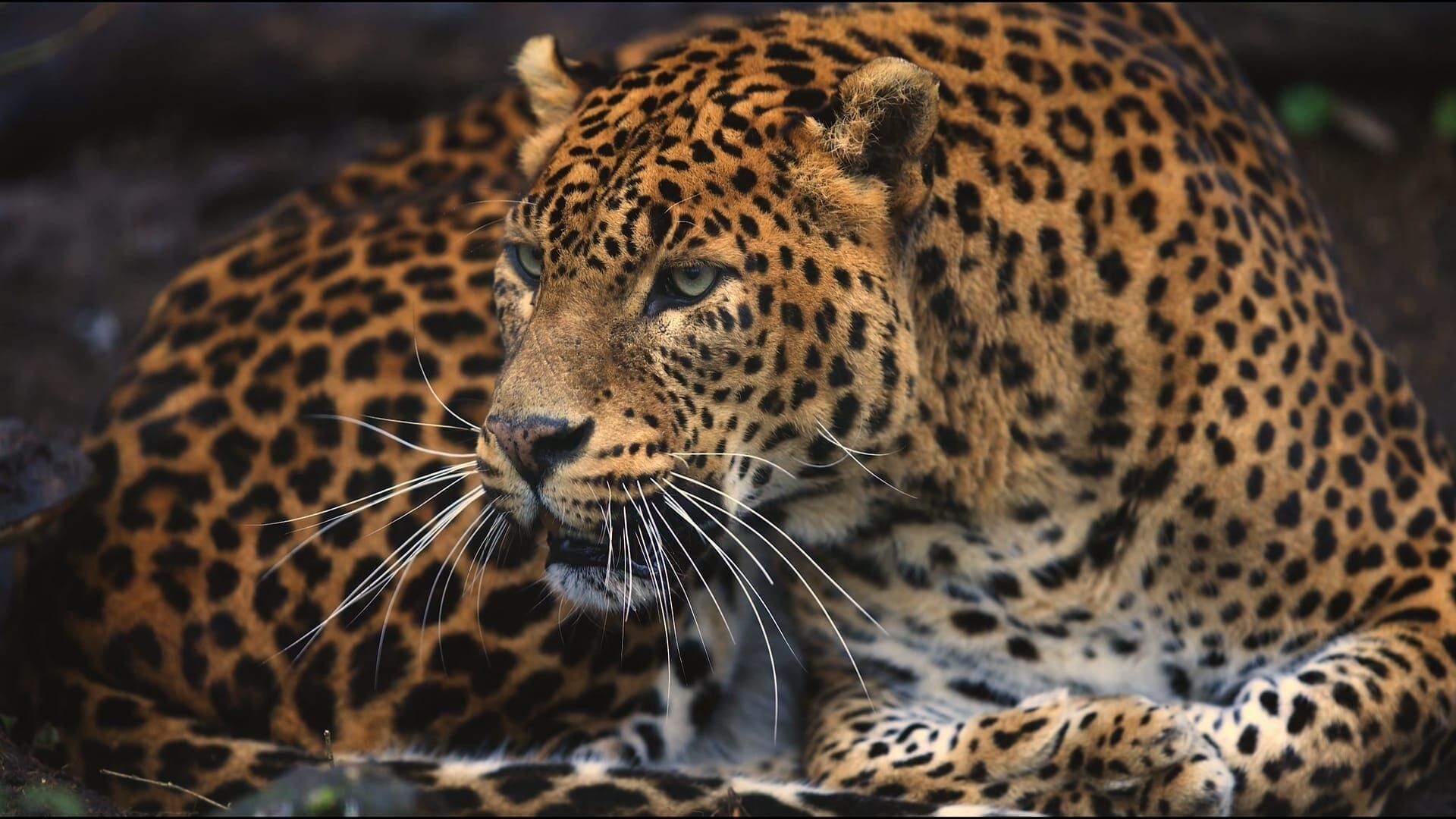 Guyane, vivre avec le jaguar