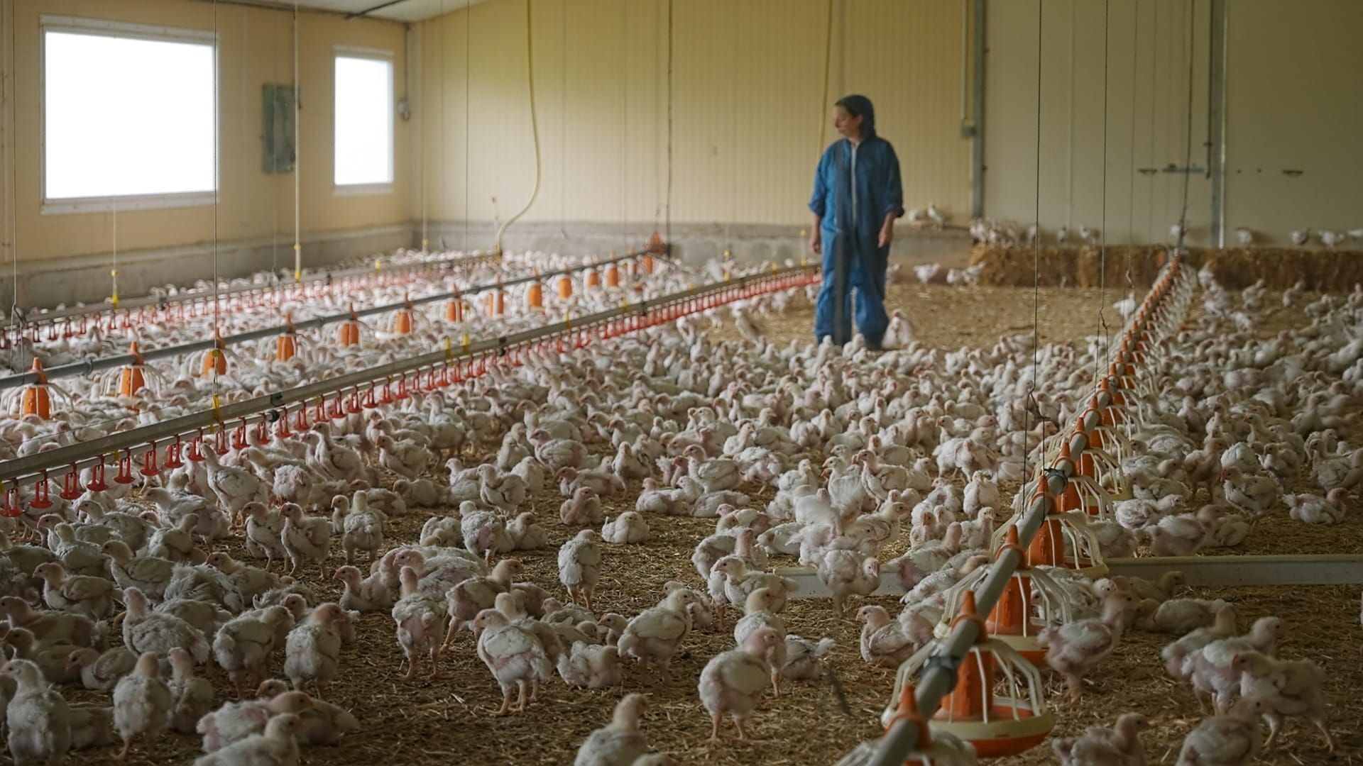 Poulet mania