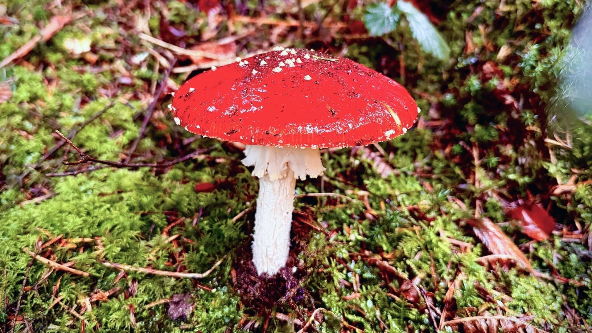 L'amanite tue-mouche : Champignon mythique ou toxique ?