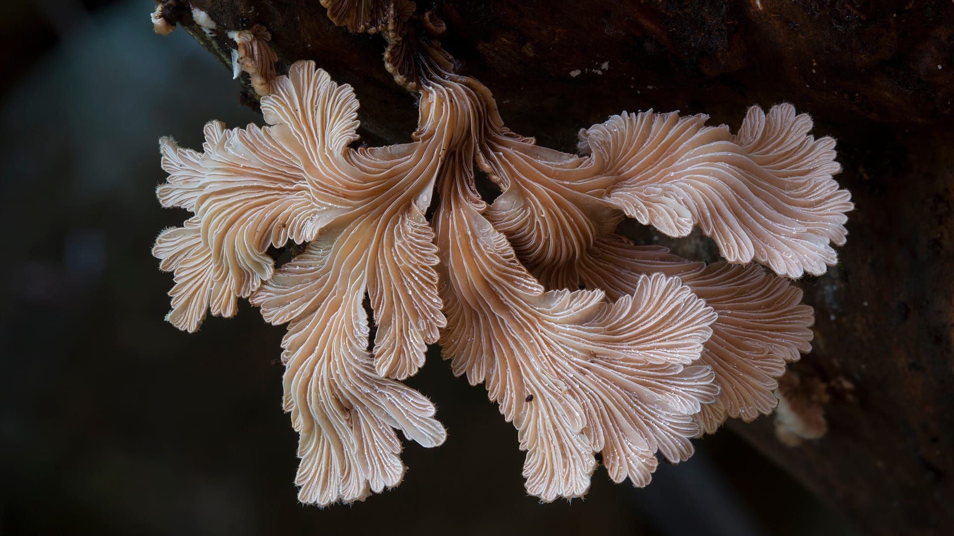 Au royaume des champignons