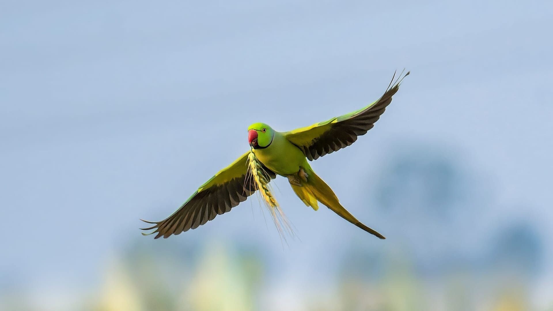 Les perroquets, ces nouveaux envahisseurs
