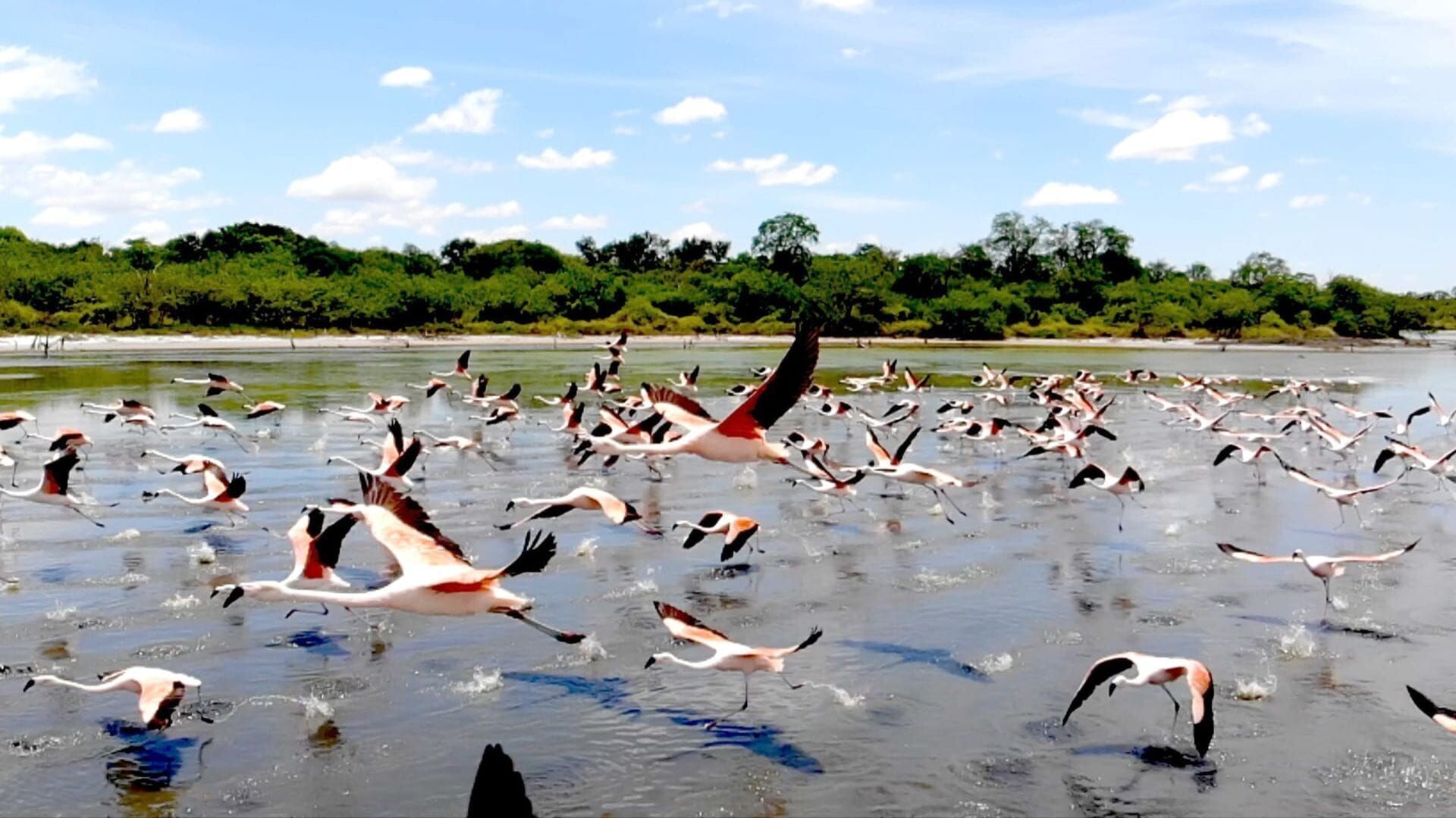 Le Paraguay sauvage