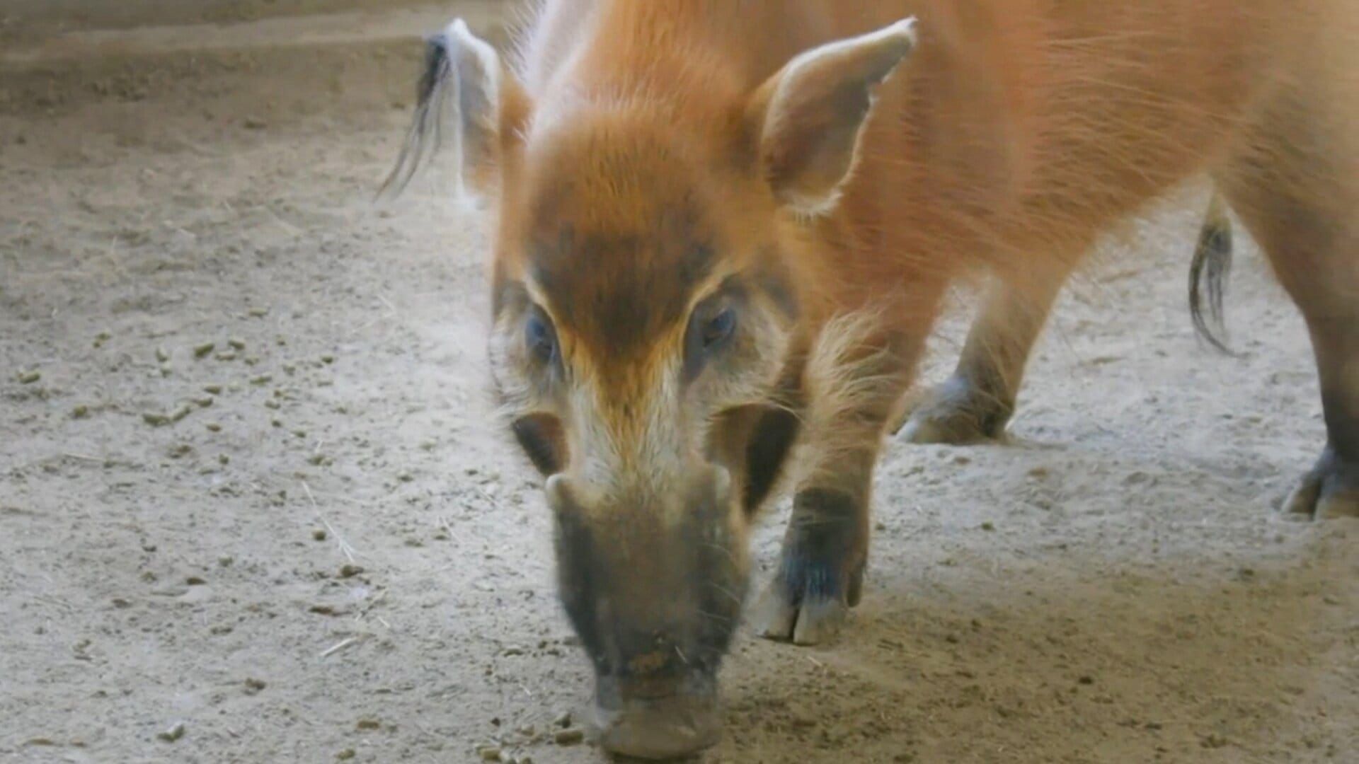 Le Zoo de San Diego