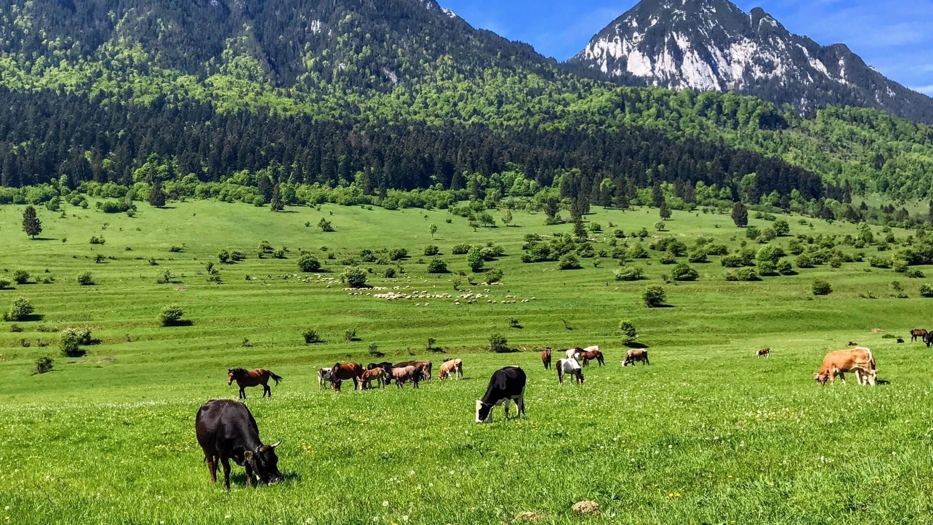 Roumanie : ce bon maréchal-ferrant