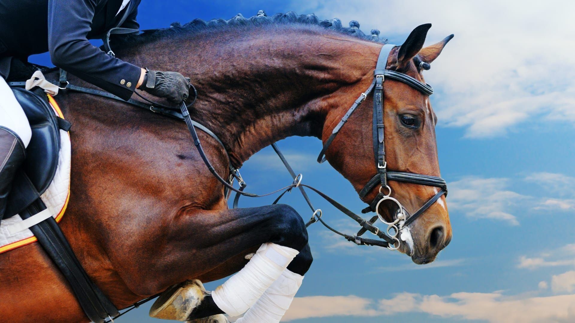 Equitation : The Spruce Meadows Masters