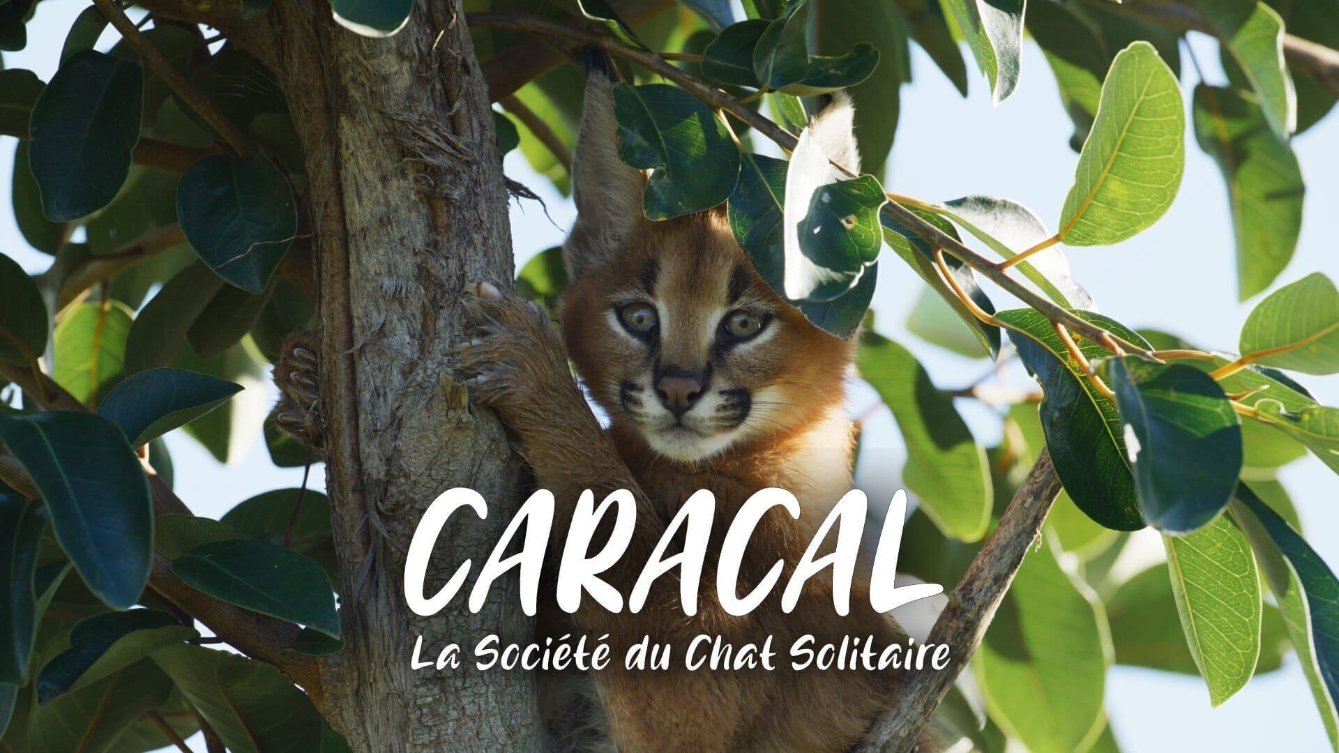 Caracal, la société du chat solitaire