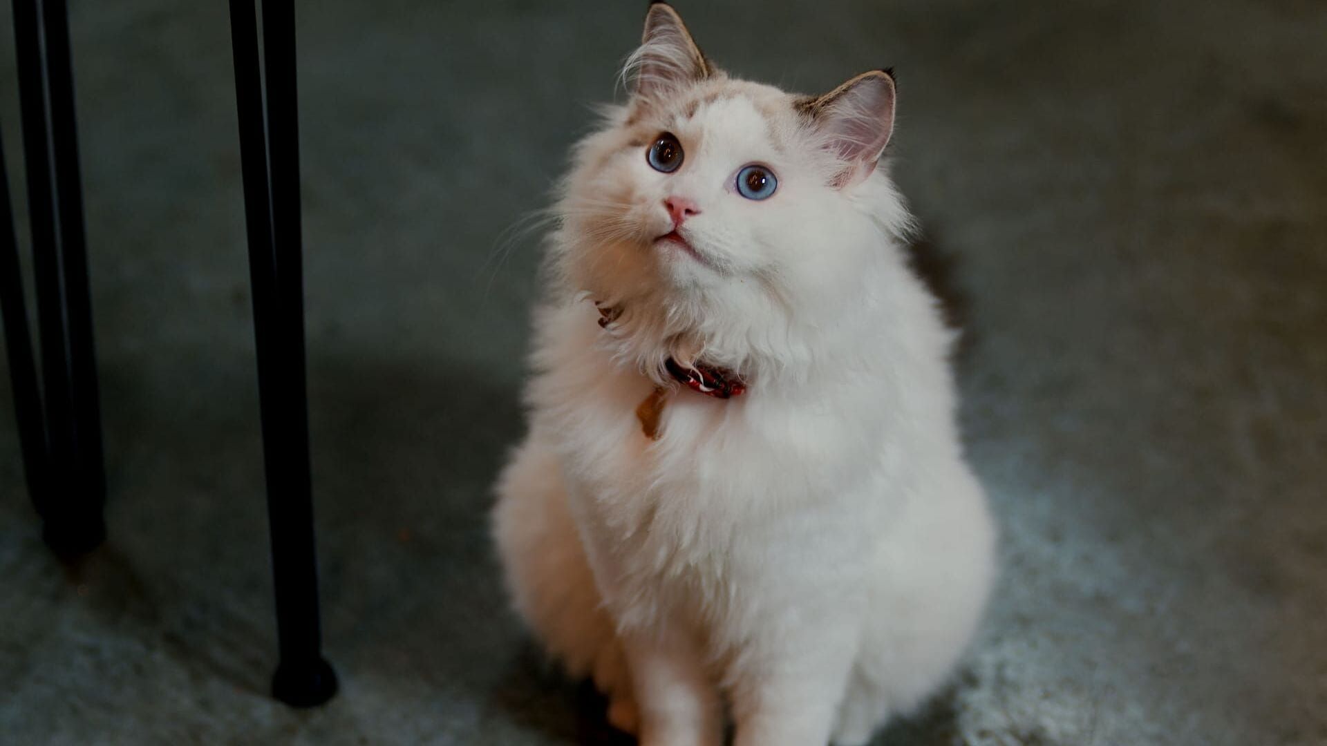 Un Noël chatoyant !