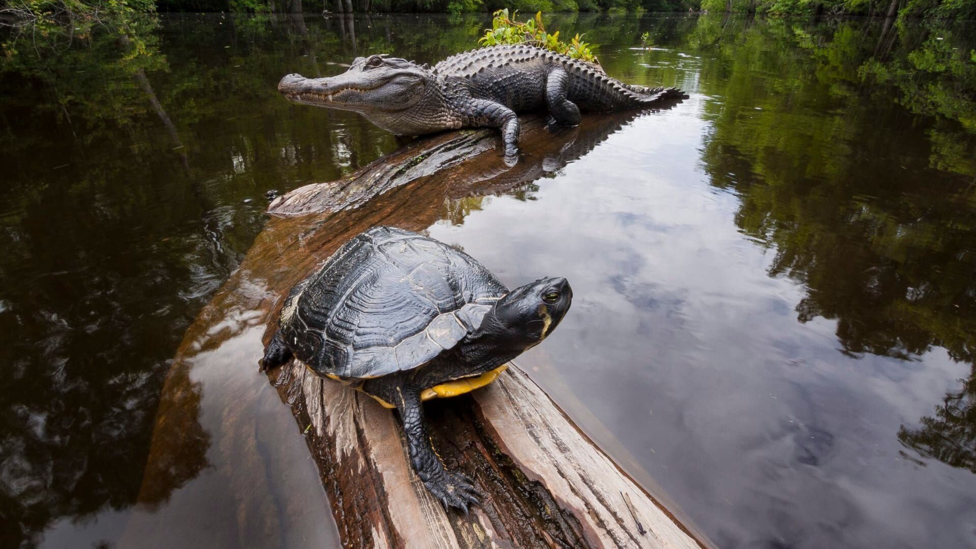 Amérique du Nord : L'empire de la nature