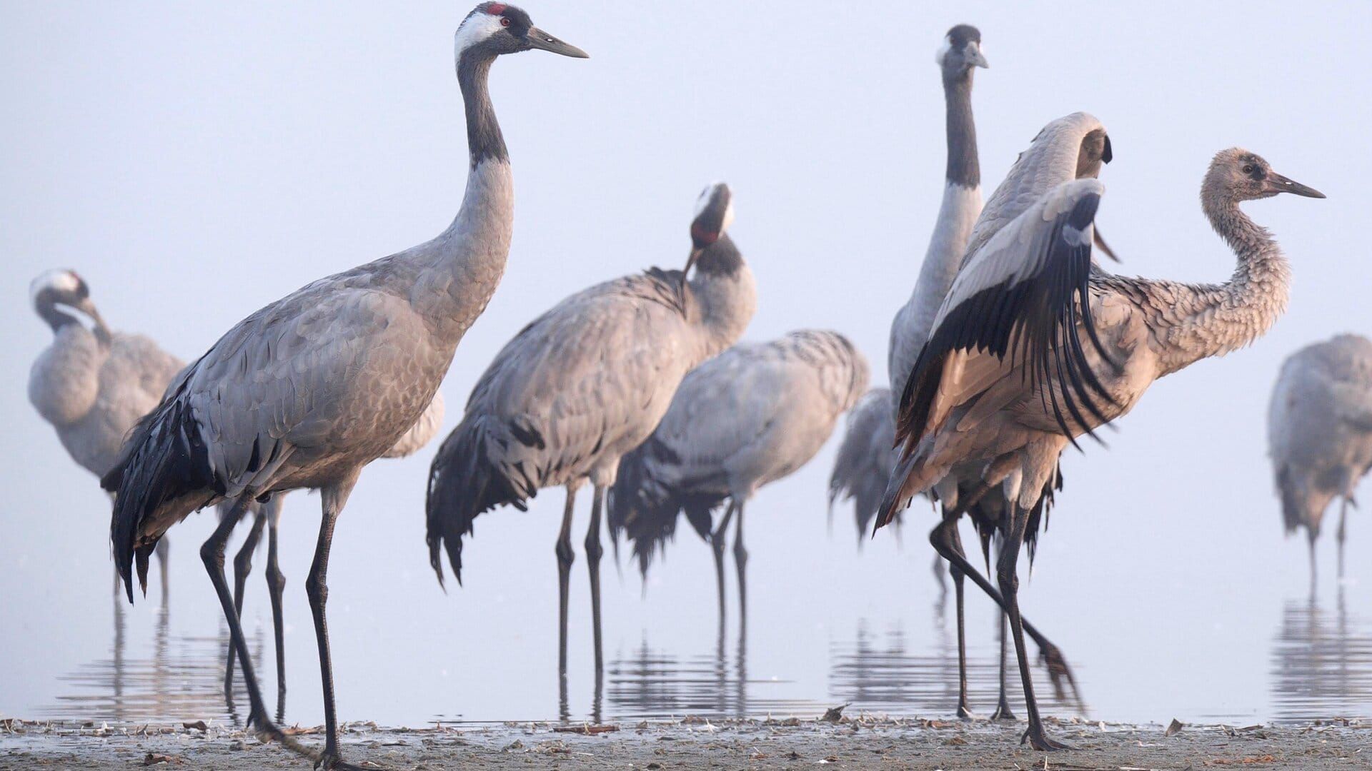 La grue cendrée : Sur les ailes d'une géante