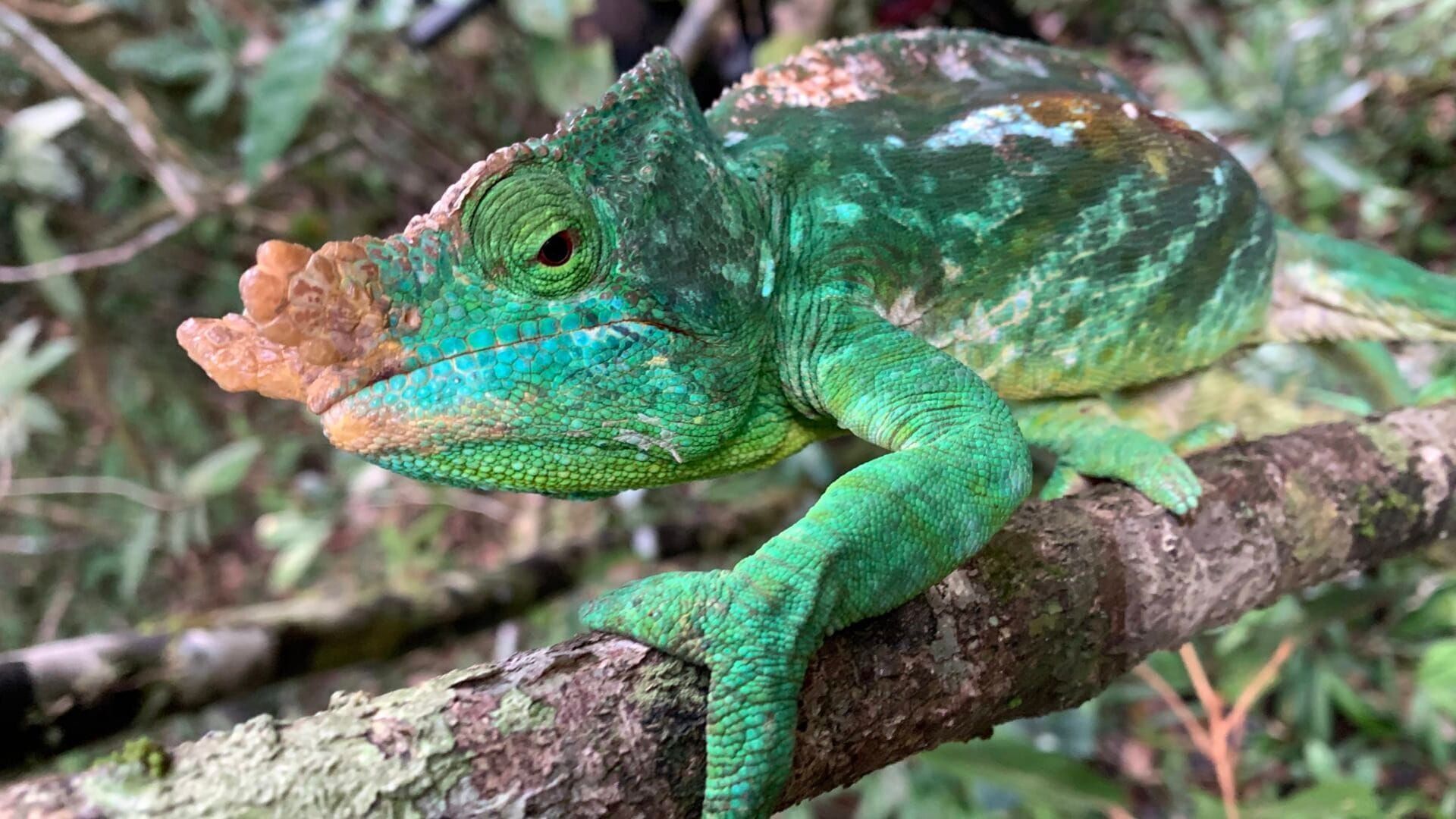 Madagascar, l'île rouge