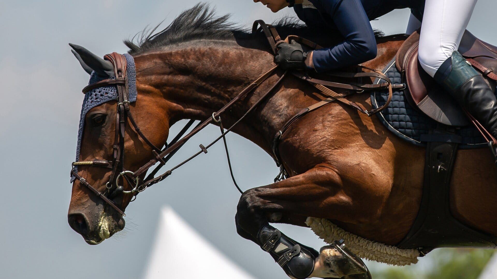 Equitation : Coupe du monde de saut d'obstacles