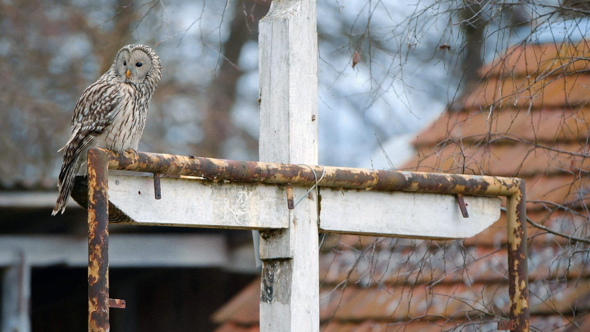 La chouette de l'Oural, reine de la nuit