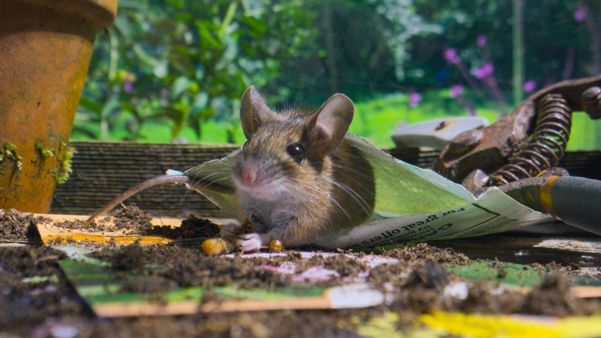 La vie secrète des jardins britanniques