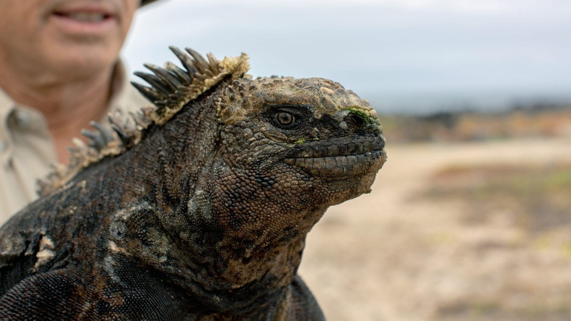 Espèces en voie d'adaptation