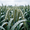 Syngenta