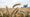 Arjantin'de buğday satışları durma noktasında