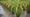 Tayland seli pirinç ticaretini sıkıştırdı