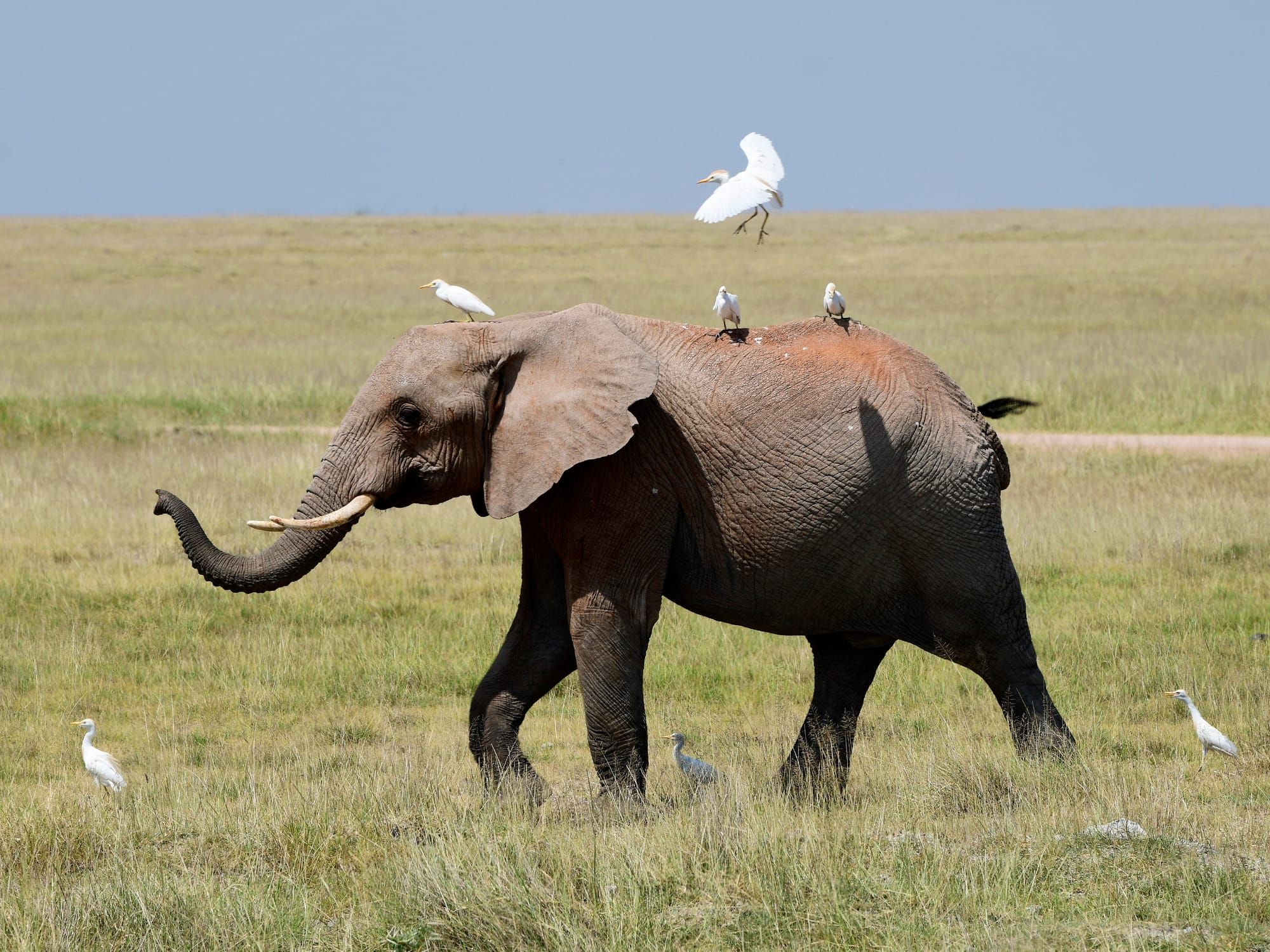 Elephants of Amboseli